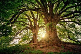 Entspannung im Einklang mit der Natur: Green Travelling ermöglicht es, in abgeschiedenen Wellness-Oasen zur Ruhe zu kommen und neue Energie zu tanken.