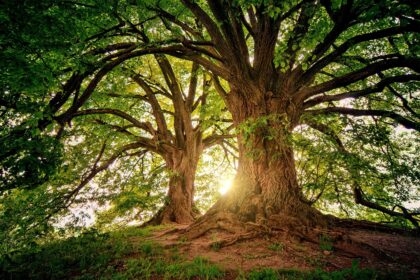 Entspannung im Einklang mit der Natur: Green Travelling ermöglicht es, in abgeschiedenen Wellness-Oasen zur Ruhe zu kommen und neue Energie zu tanken.