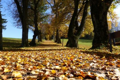 Das Allgäu, eine Region im Süden Deutschlands, ist bekannt für seine atemberaubende Alpenkulisse, grünen Wiesen und klaren Seen. Diese Region bietet ideale Bedingungen für Wellnessaufenthalte inmitten einer beeindruckenden Natur.